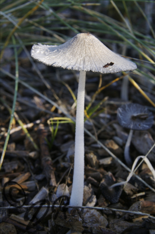 Segeln, (c) David Rüger, Pilz